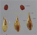  Caryopsis